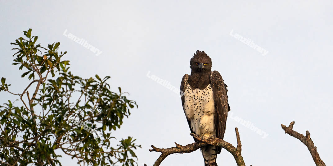 Eagle on a tree branch